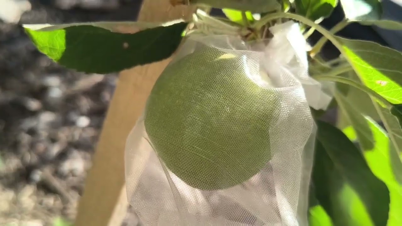 Four Headed Cabbage for Christmas! Checking My Nectarines & Apricots - Reverse Homesteading