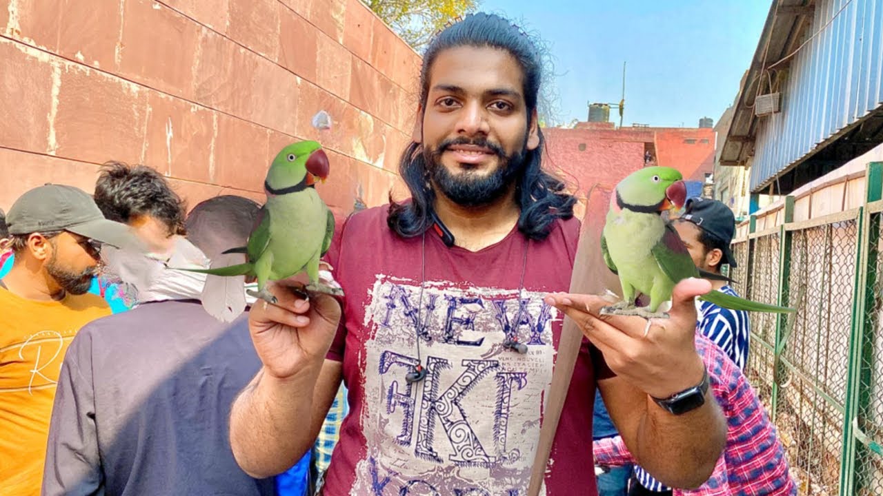 Jama Masjid Bird Market 2023 Latest Update By Aman