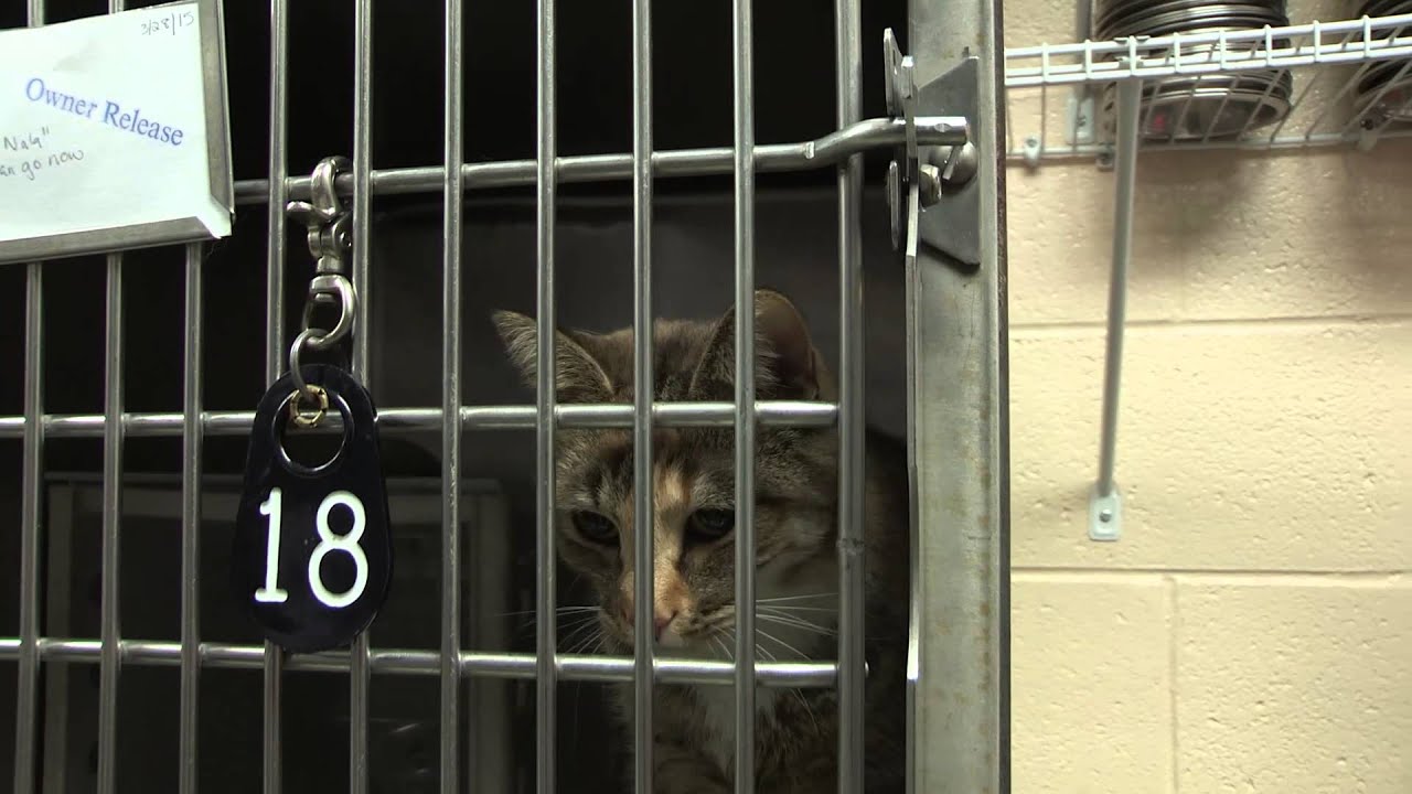 The Buzz: Animal Fostering