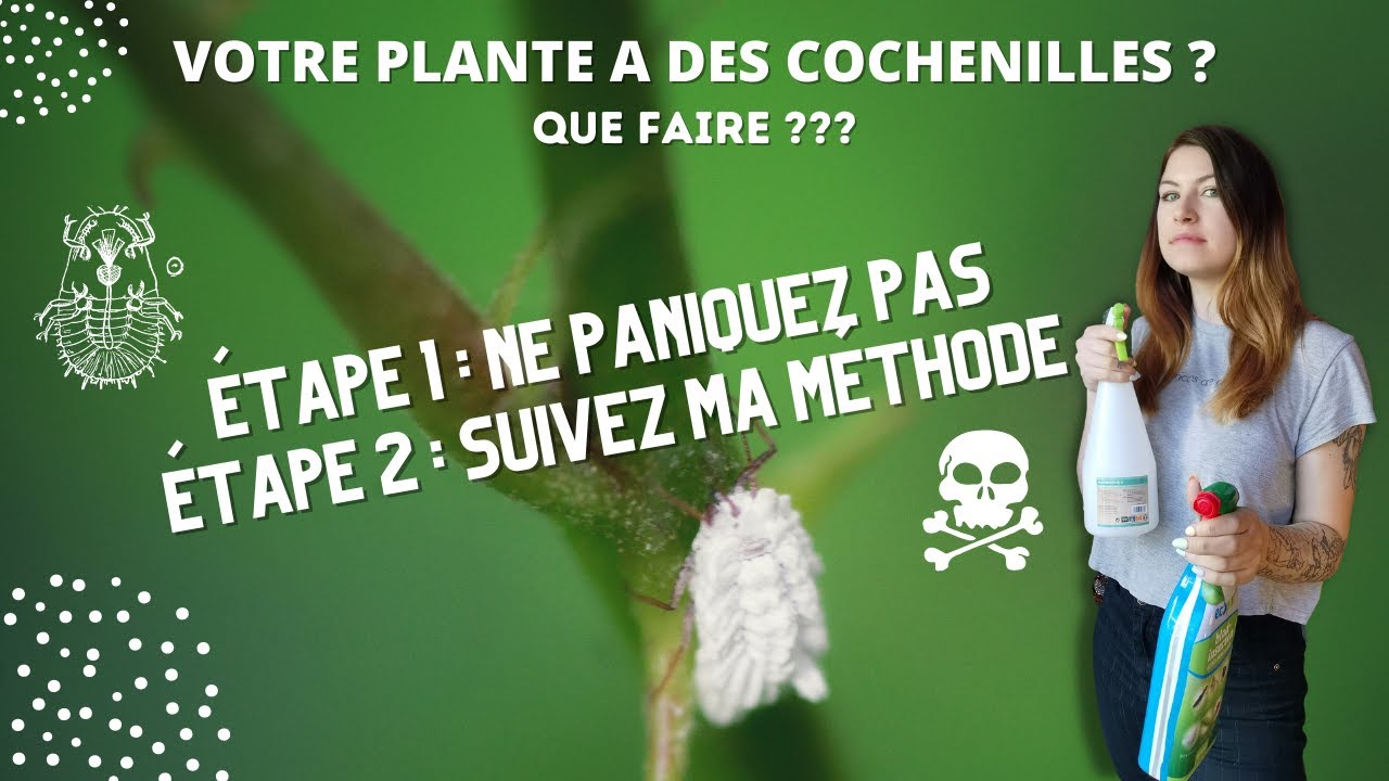 Votre plante a des cochenilles ! Que faire ? Facile, suivez ma méthode !