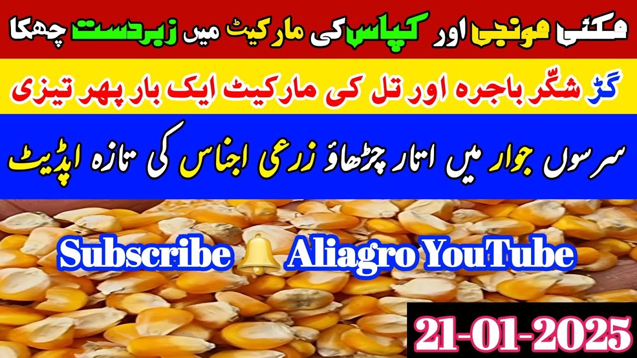 Gur Munji Makki Saron Til Bajra Rate | Ghalla Mandi Rate | Today Wheat Price In Punjab#@aliagro1972