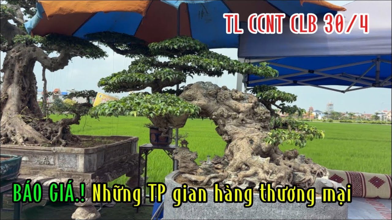 Quảng Tùng| Báo giá những TP và cốt phôi chất lượng tại khu gian hàng thương mại