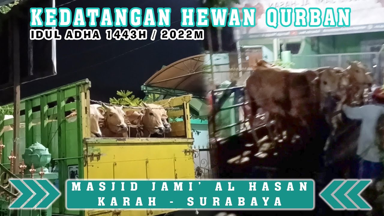 Proses Kedatangan Hewan Qurban Sapi (IDUL ADHA 1443H) || Masjid Jami' Al Hasan Karah - Surabaya