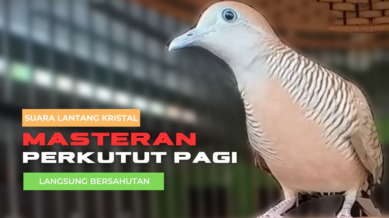 Perkutut Lokal Gacor RAJA PIKAT Ahlinya Bikin Semua Burung Perkutut Gacor Nyaut L21