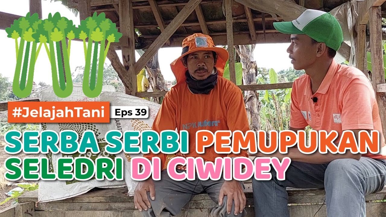 ✅ PEMUPUKAN SELEDRI DI CIWIDEY - Bisa Ditiru 👍🏻👌🏻 | BAPAK JAJA - Jelajah Tani #39