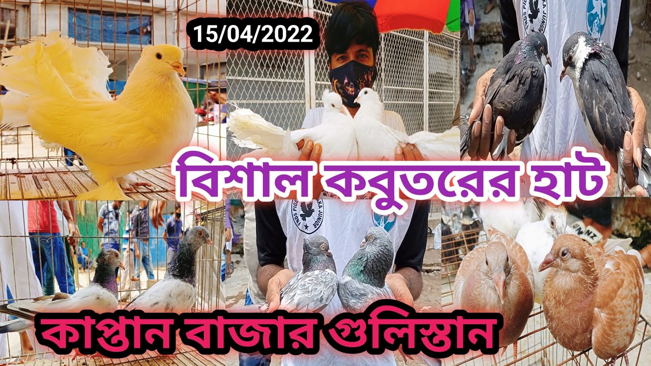 @ ১৫ এপ্রিল।। বিশাল কবুতরের হাট।। কাপ্তান বাজার গুলিস্তান।। কবুতর কিনুন।। কবুতরের দাম জানুন।।