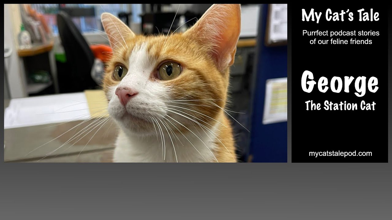 My Cat's Tale: George The Stourbridge Station Cat