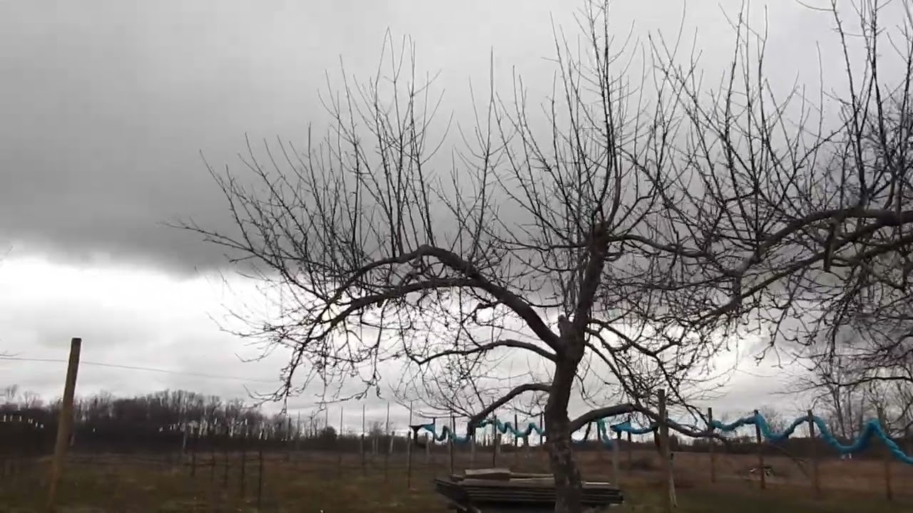 Spring '26 Walk Through and Game Plan #grape #organicfarming #peach #pawpaw #appleorchard #pruning