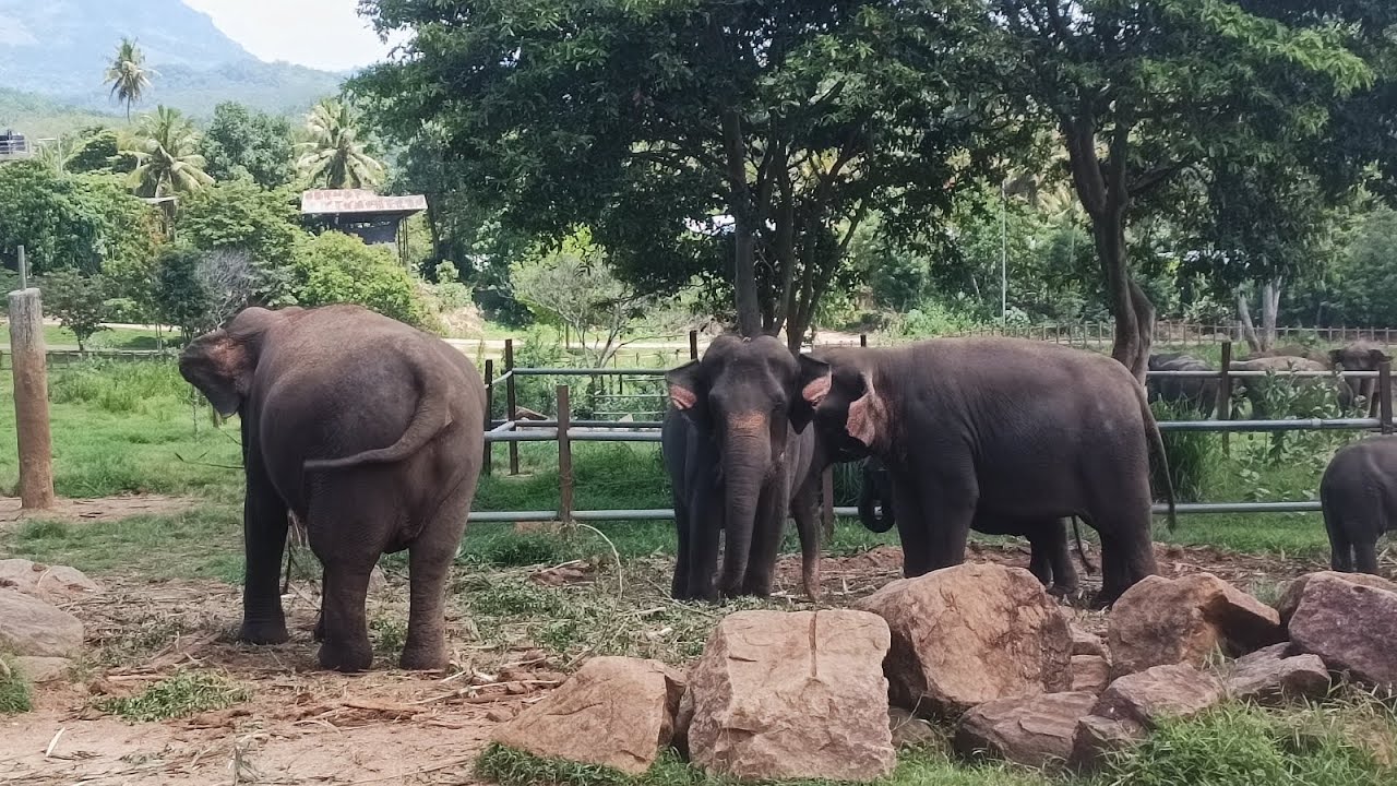 Exploring the Amazing Elephant Park – Nature’s Biggest Family! #elephant #animals #babyelephant 