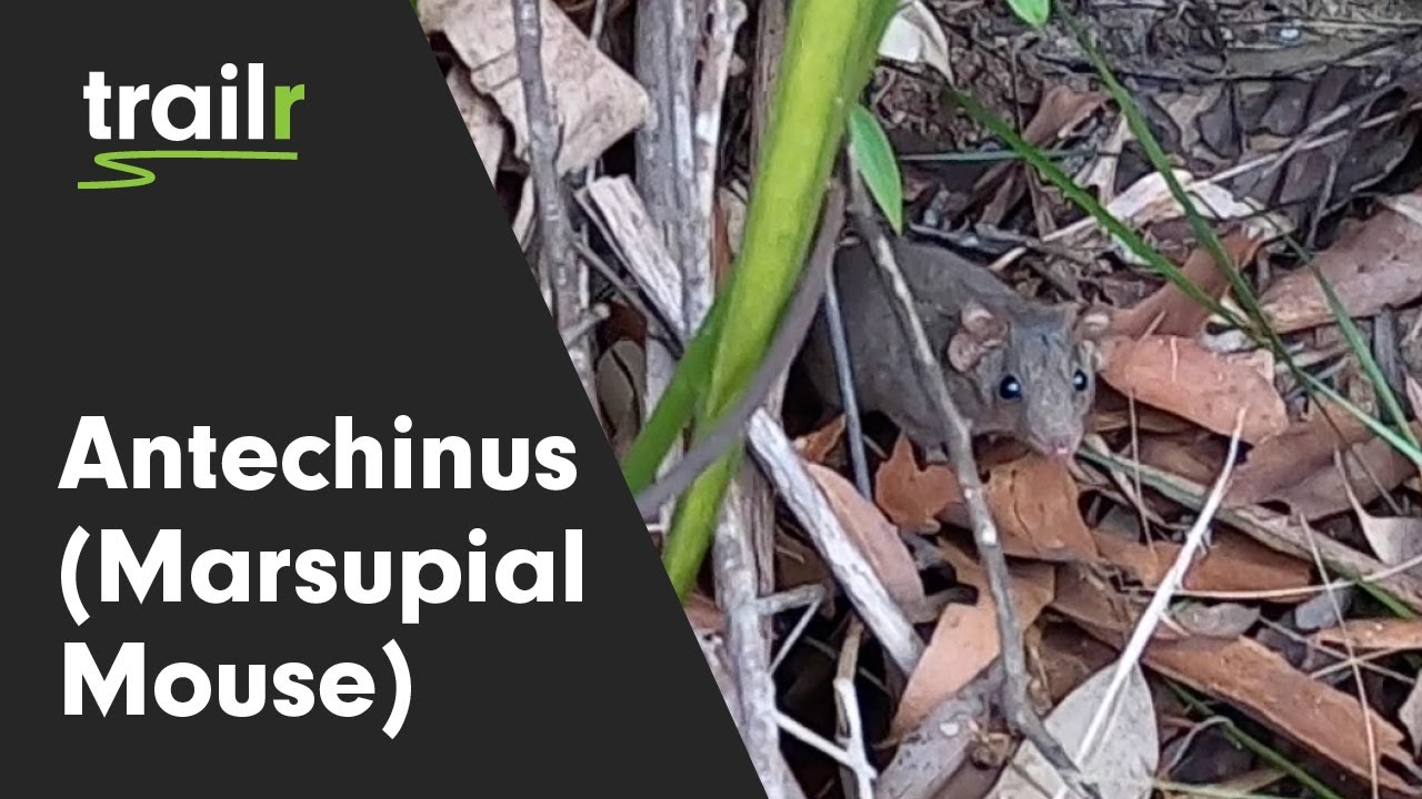 Antechinus (Marsupial Mouse) | Ku-ring-gai Chase National Park | Australian Animals