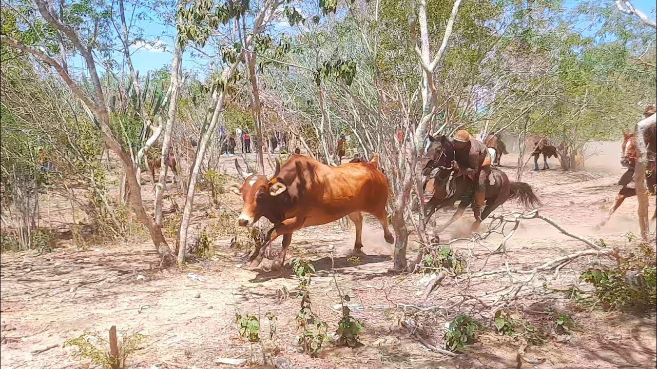 5°pega de boi MESSIAS NORATO-campo Neném do leite /20-04-2025