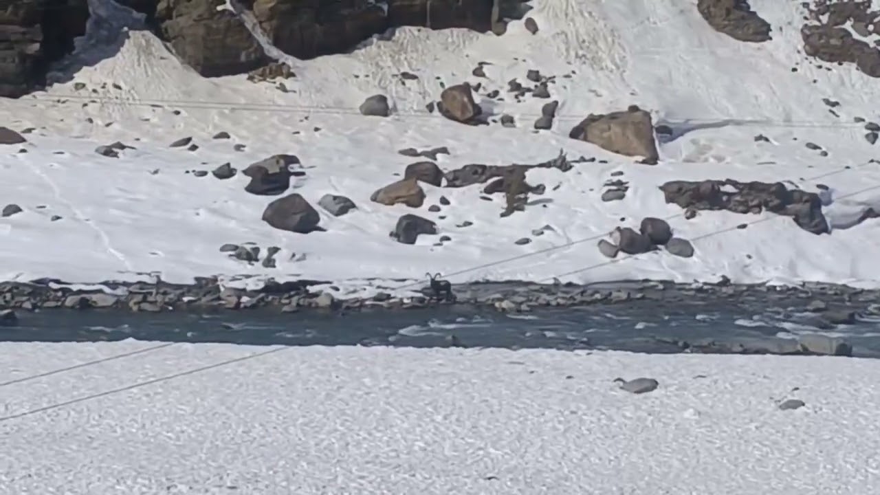 #Himalyan Ibex @ Sissu 2026 # Ibex #viral #mountains #travel #winter @DosHimalyandevil 