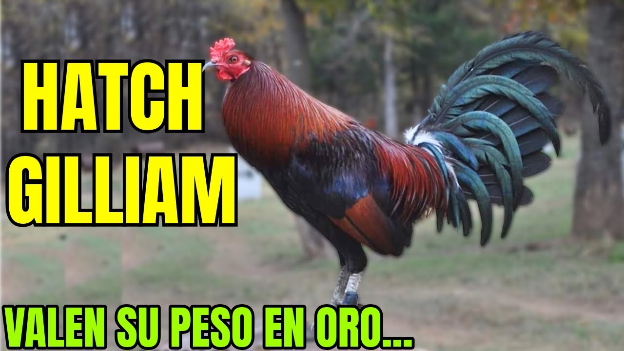 HATCH GILLIAM.... HATCHES WORTH THEIR WEIGHT IN GOLD