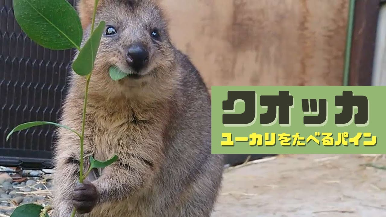 【Quokka】クオッカのパインがひたすらユーカリを食べる動画【SCZOOの一コマ】