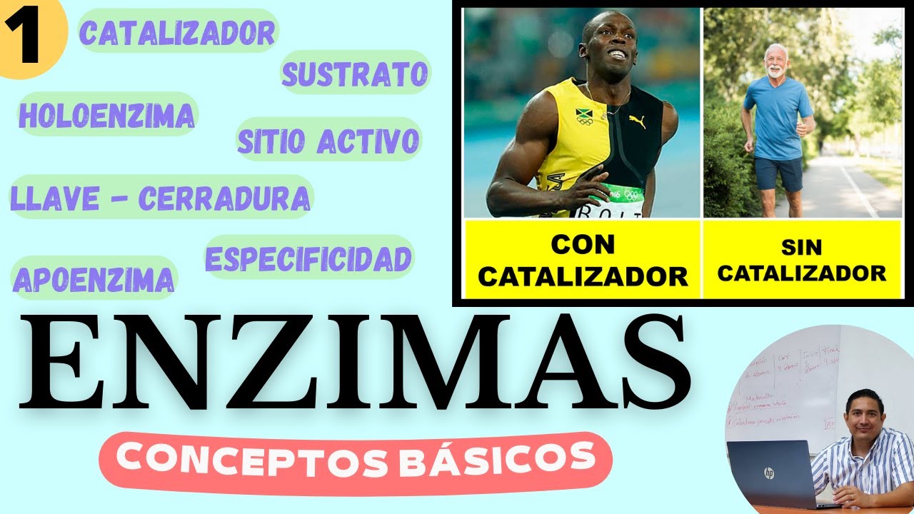 ENZIMAS 1 | Catalizador, Apoenzima, Holoenzima, Sustrato, Sitio Activo, Llave Cerradura...