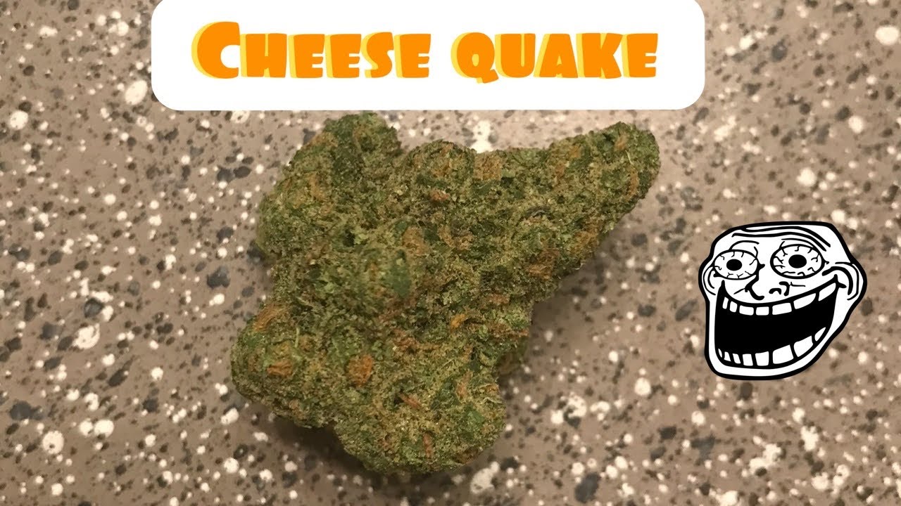 Weed strain review Cheese quake 🧀