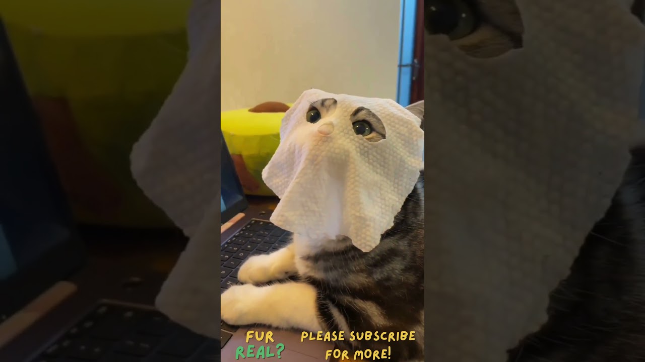 Meow #20 Fur real? #cat #shorts #viral #CatsofYouTube #CuteCats #FunnyCats #CatLovers #CatLife #Meow