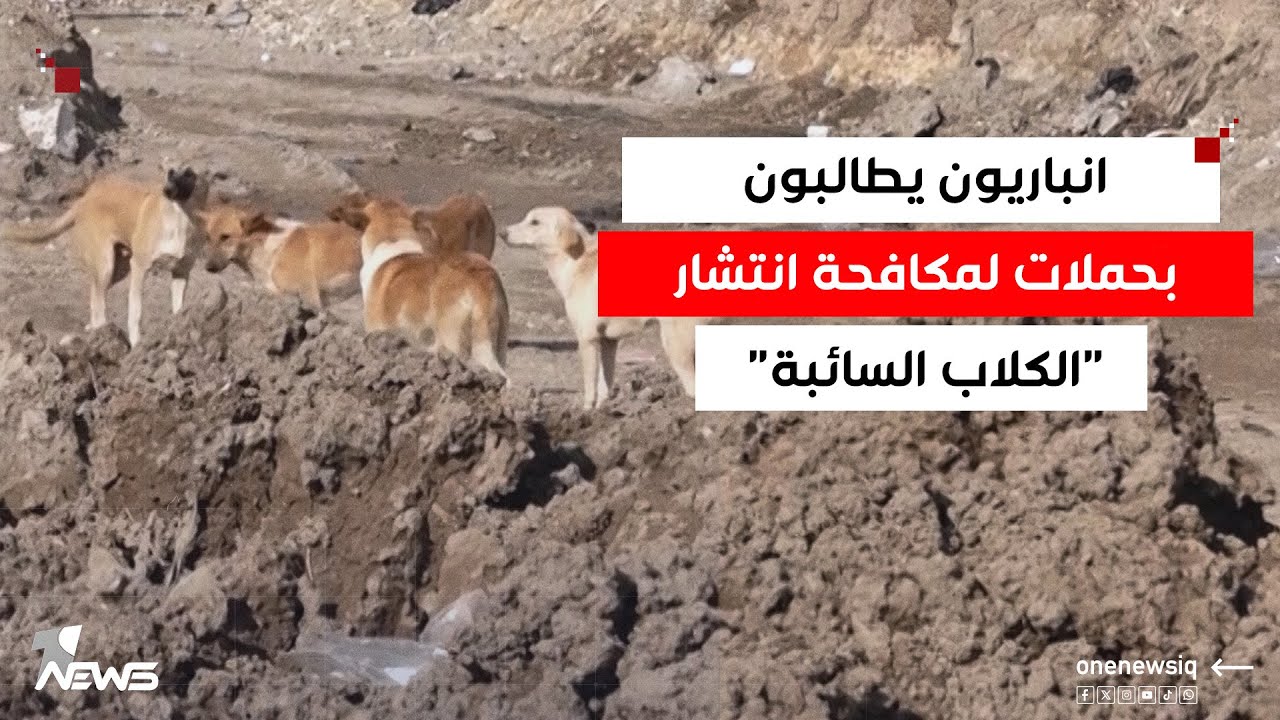 مع اقتراب العام الدراسي.. الكلاب السائبة تنتظر تلاميذ الأنبار قرب مدارسهم  ودعوات لمكافحات سريعة