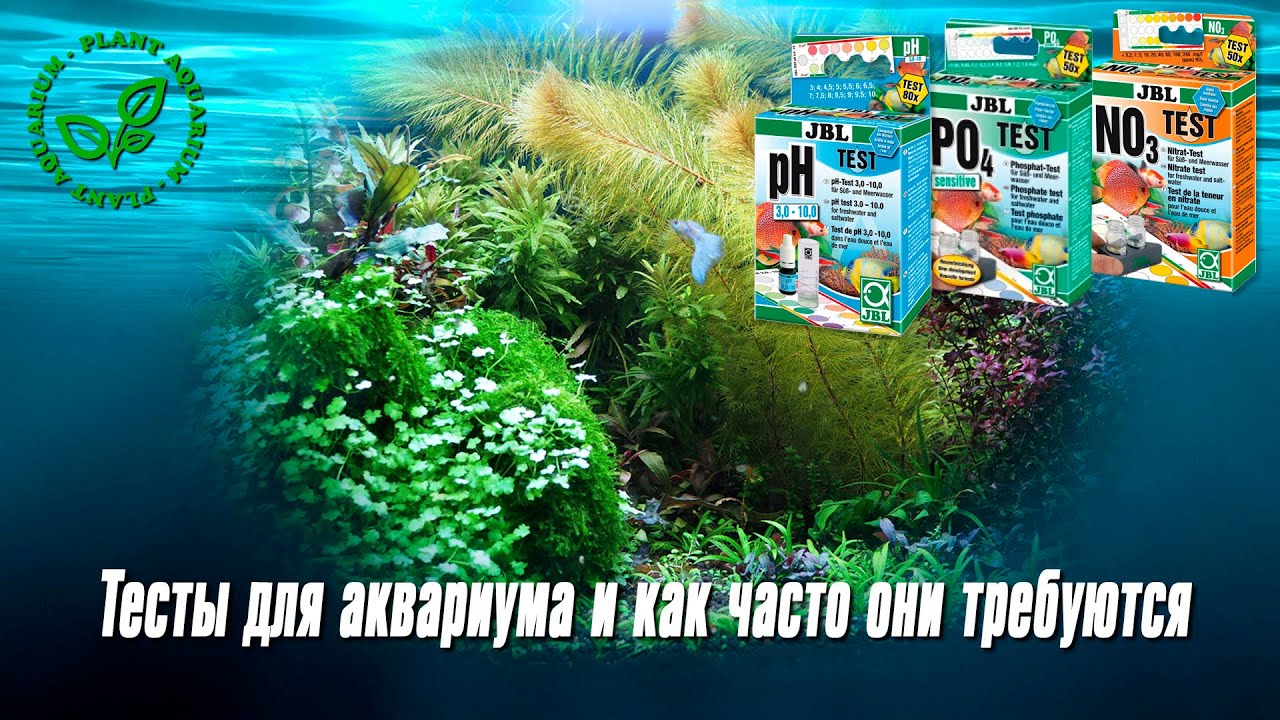 Тесты для аквариума и как часто они требуются