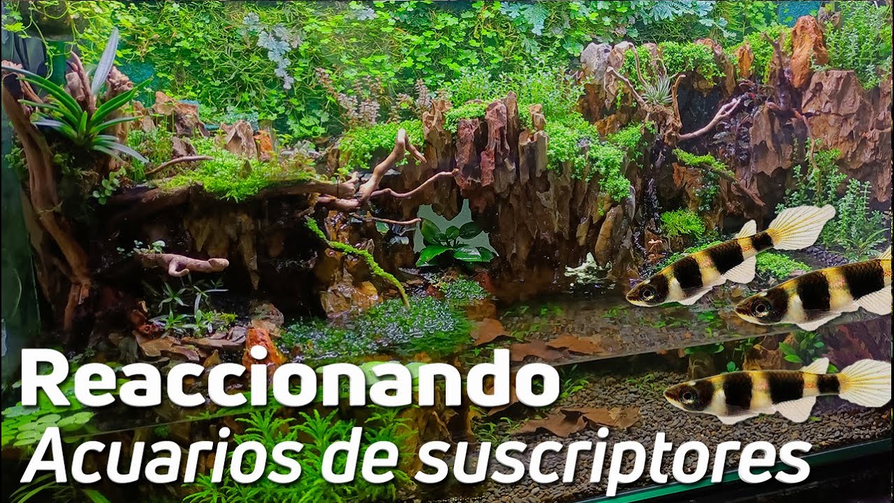 😲Cap Nº24: De Acuario a Paludario con Roca Dragón y Coloridos Killis