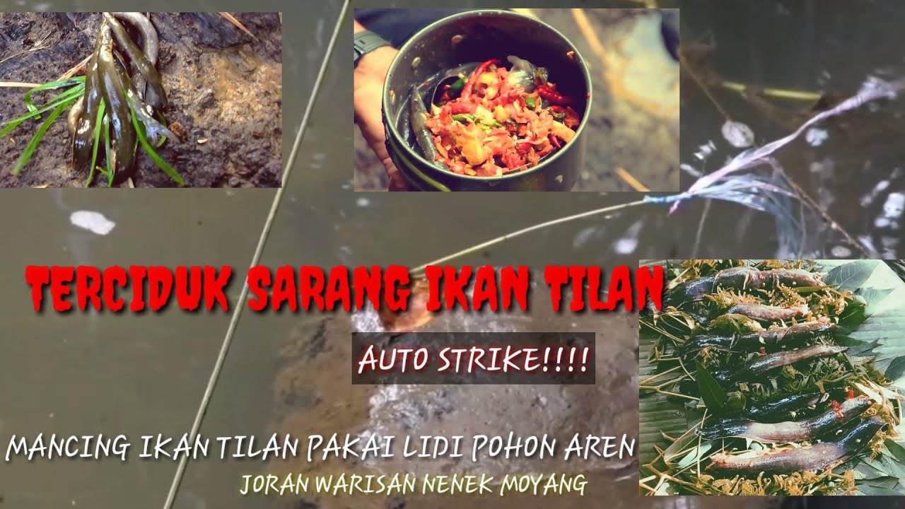 MEMANCING IKAN SILI DISUNGAI HASILNYA MELIMPAH ,DENGAN ALAT PANCING TRADISIONAL #fishing #mancing