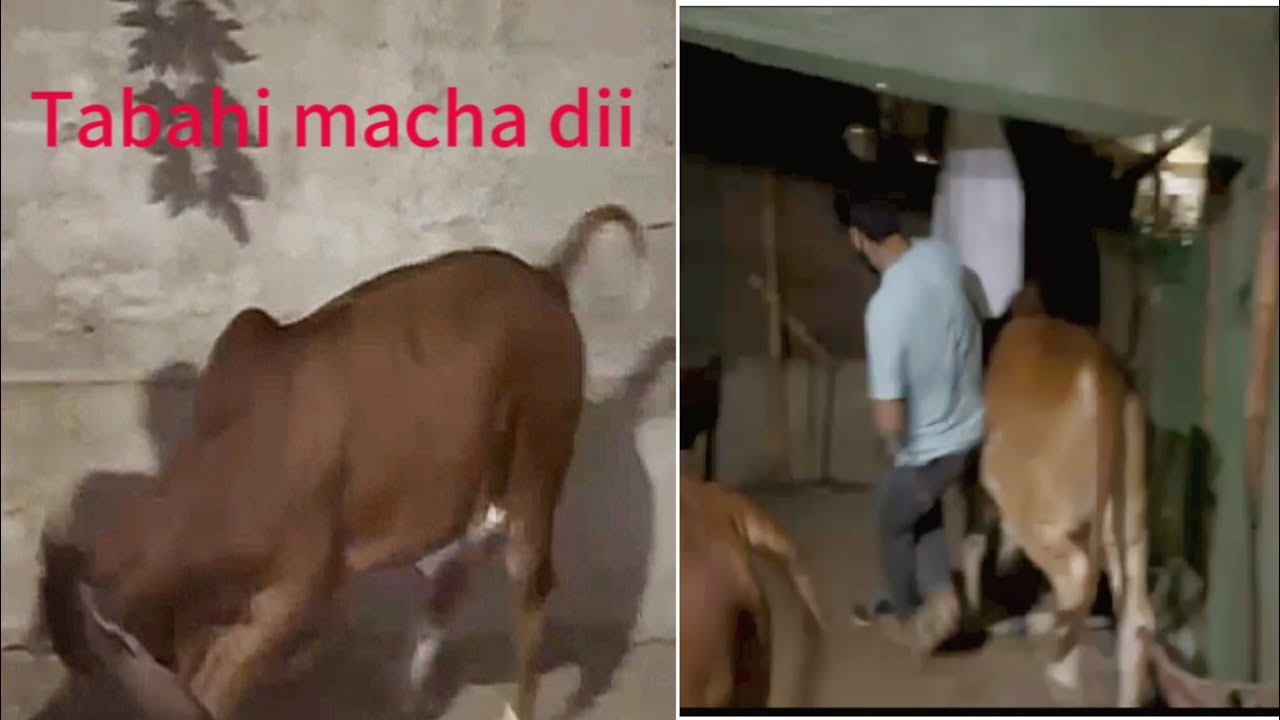 Ajj sub ne Tabahi macha dii😰Bosco ne Bhai ko ghaseet dia 😂shezadi ko kia hua?