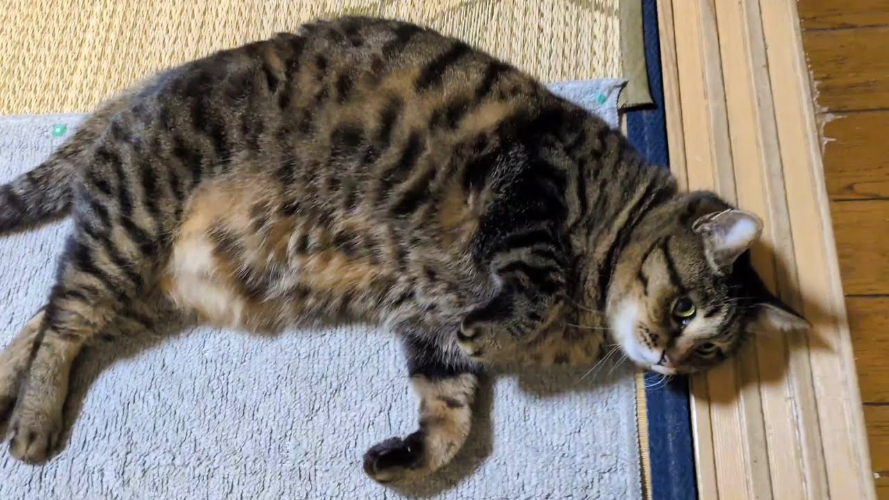 落ちたタヌキに祝福を