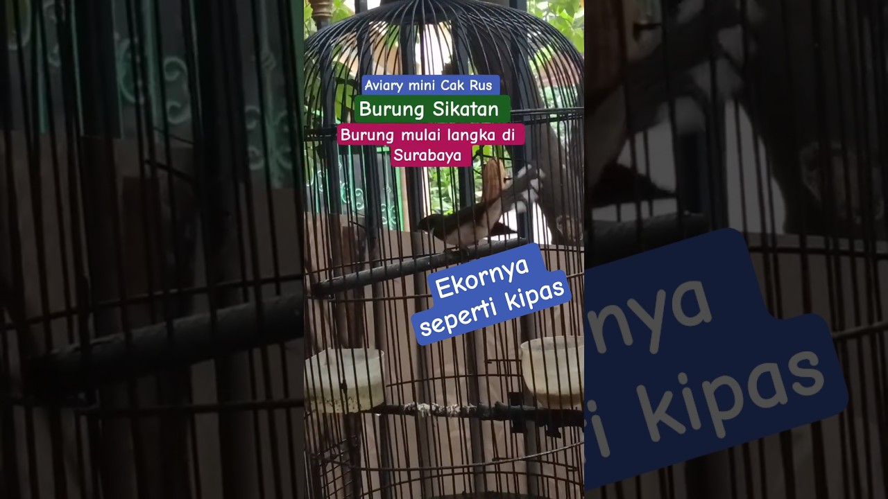 burung mulai langka di Surabaya, burung sikatan, aviary mini Cak Rus