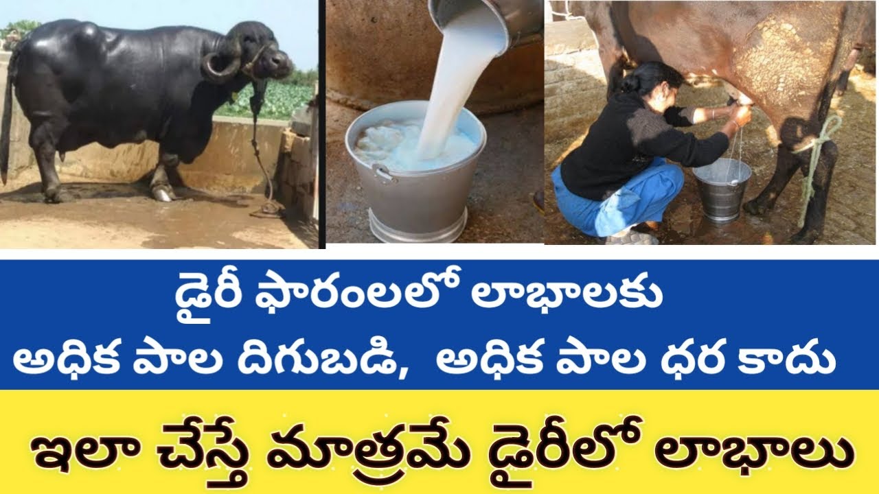 How to increase Income in Dairy Farms| డైరీలో అధిక ఆదాయానికి | Dr. Madankumar Vet