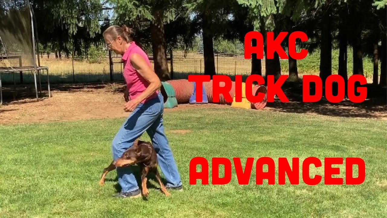 AKC Trick Dog - Advance