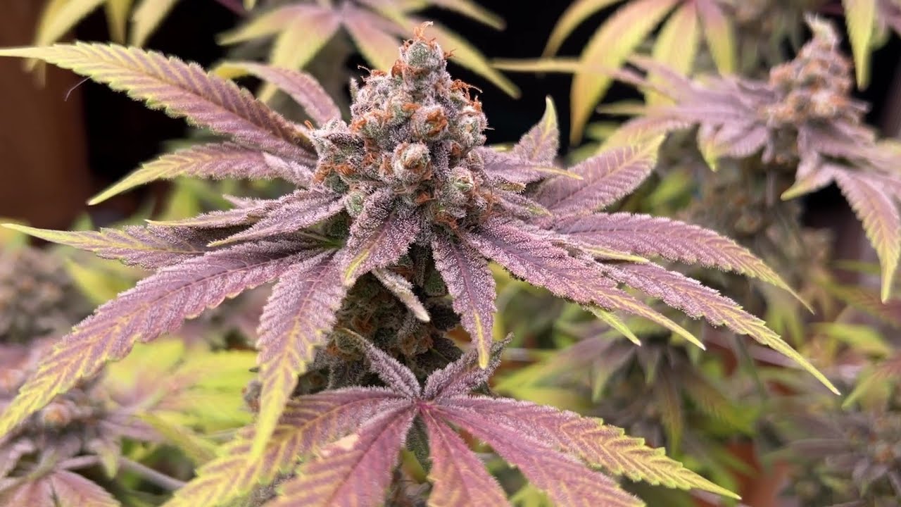 Seed To Harvest Documentary - Barney's Farm Purple Punch