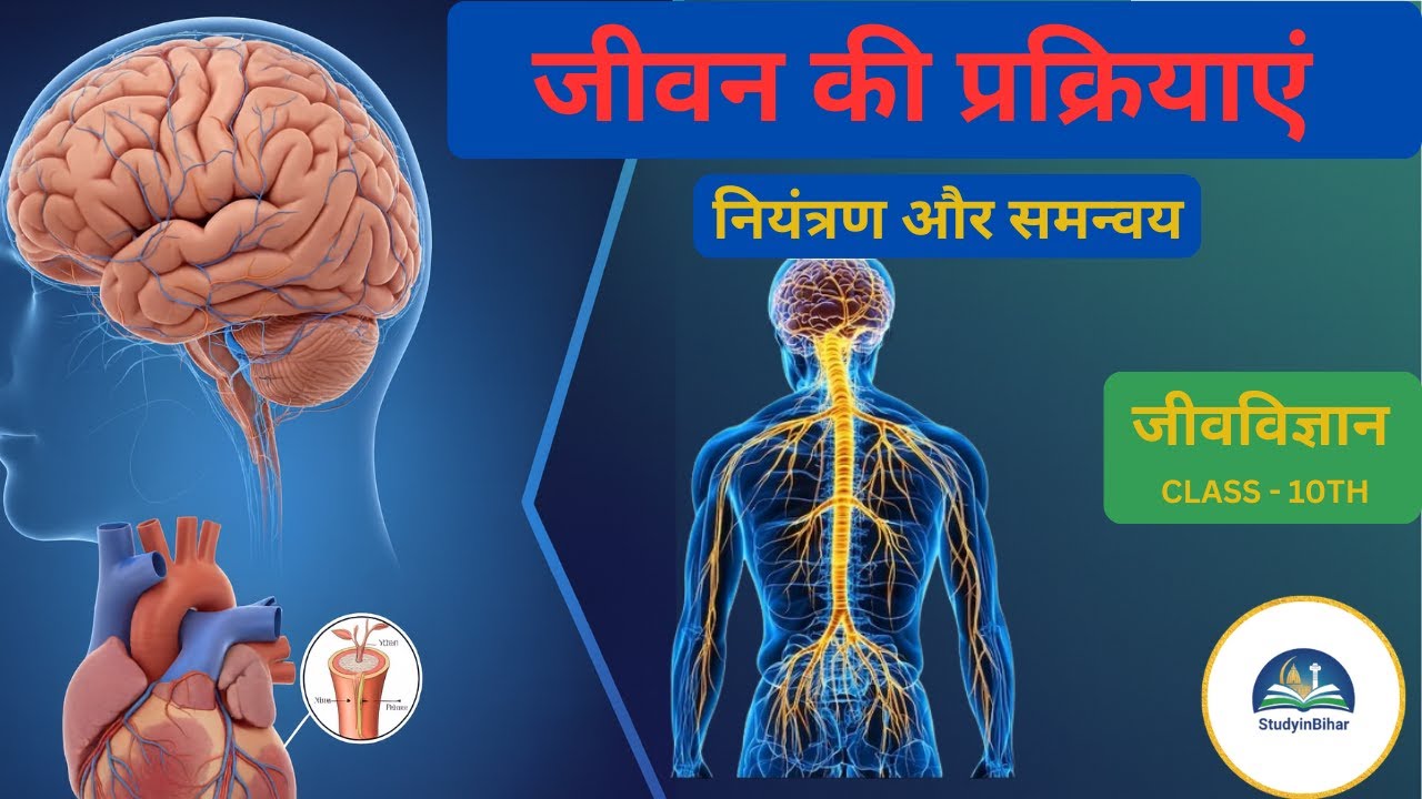 नियंत्रण एवं समन्वय (Control & Coordination) Class 10 Science | Biology Chapter 7 (NCERT)