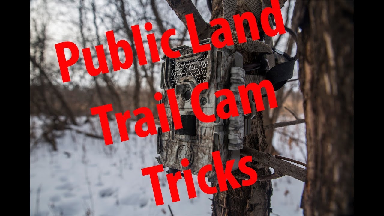5 Trail Camera Tips for Public Land  Hunting - DeerVane
