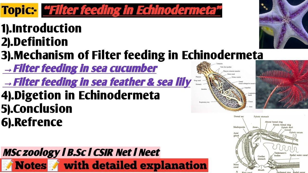 Filter feeding in Echinodermeta | Digetion and nutrition in Echinodermeta | filter feeding