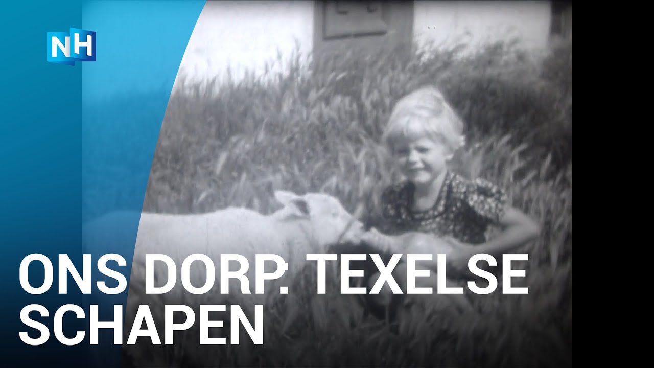 Ons Dorp: Het Texelse schaap was in 1940 wel een kop groter