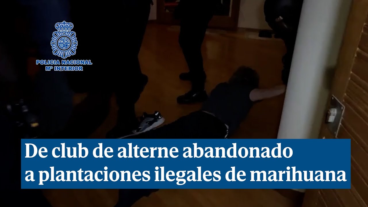 De club de alterne abandonado a la mayor plantación ilegal de marihuana de una banda criminal