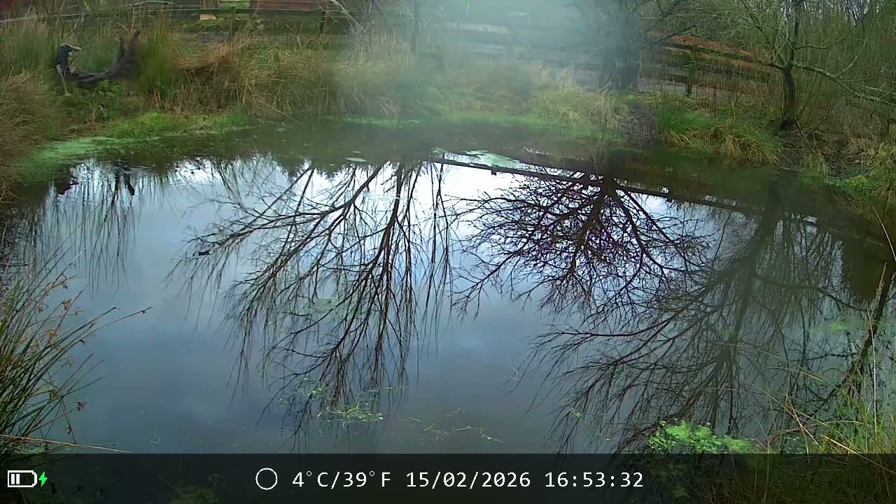 The Frogs Have Arrived - first frog spawn spotted 13/02/26