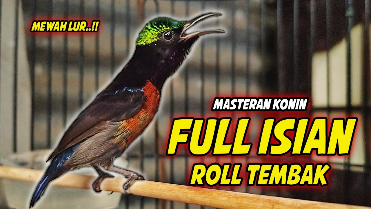 SUARA BURUNG KOLIBRI NINJA GACOR FULL NEMBAK ISIAN MEWAH !! PANCINGAN KONIN BAHAN AGAR CEPAT EMOSI