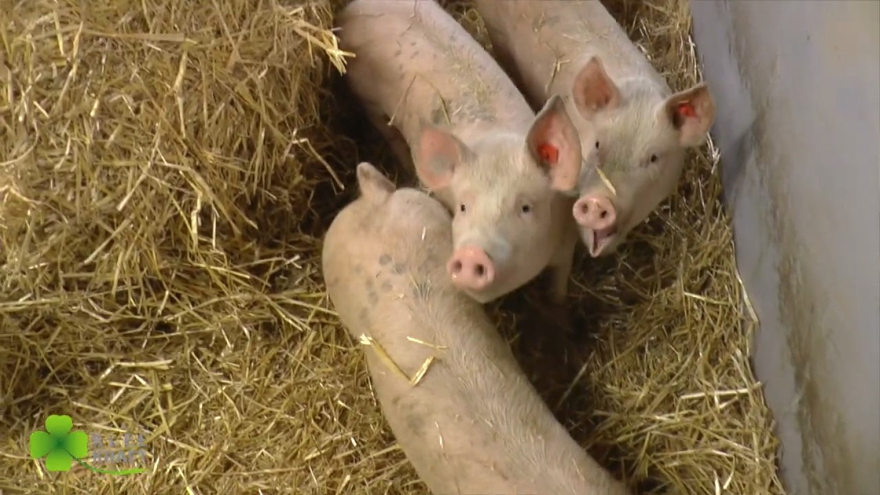 KLEEKRAFT-Luzerne-Klee-Pellets für Schweinemast