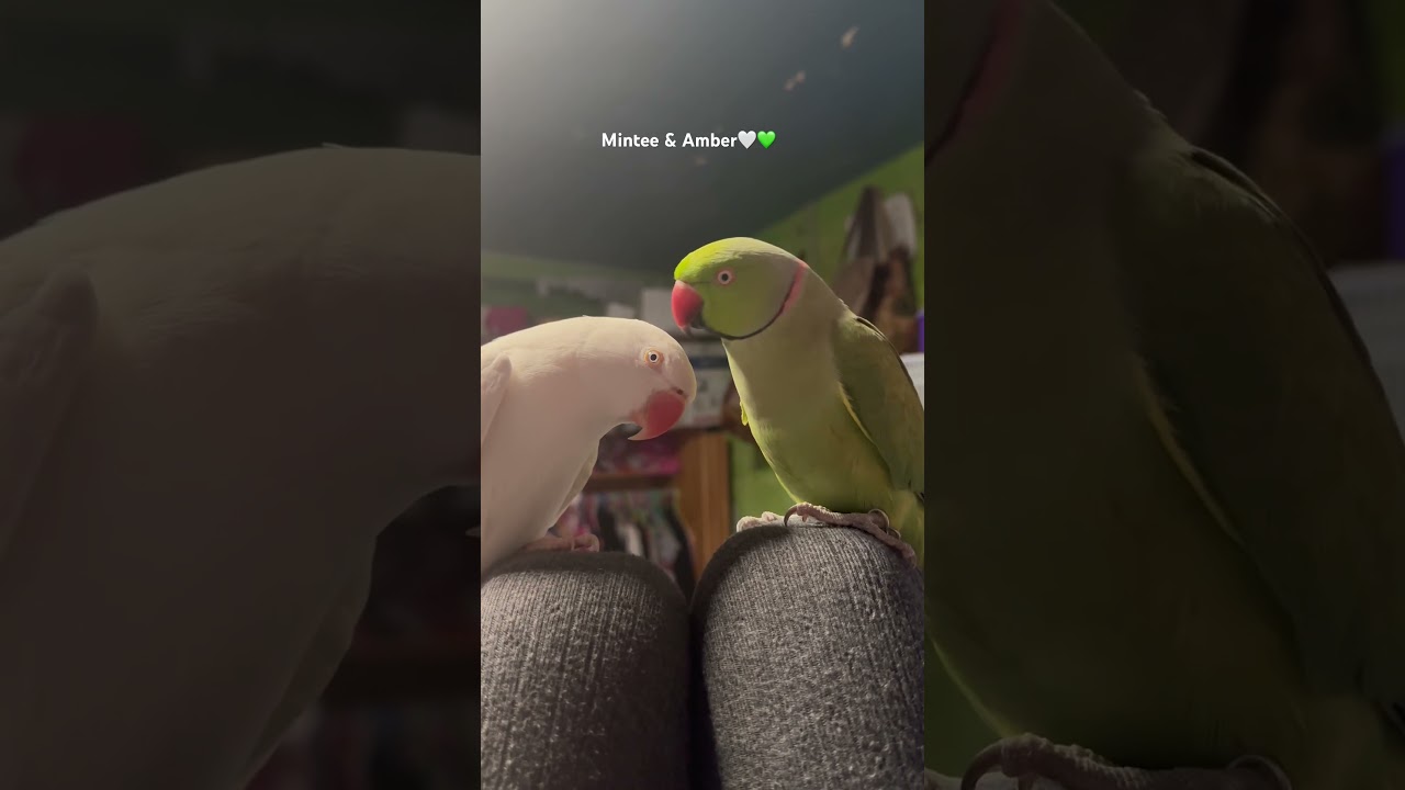 Mintee & Amber so beautiful together💚🤍✨