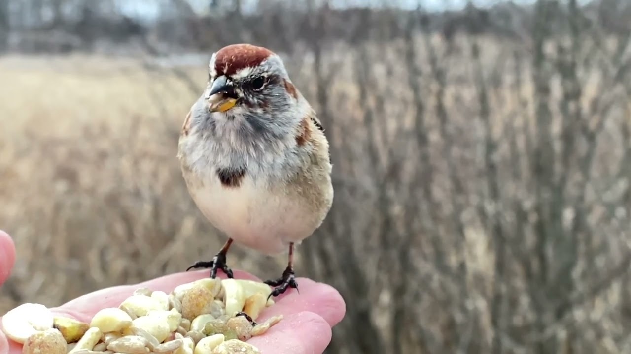 Hand-feeding Birds in Slow Mo - American Tree Sparrow, Black-capped Chickadee