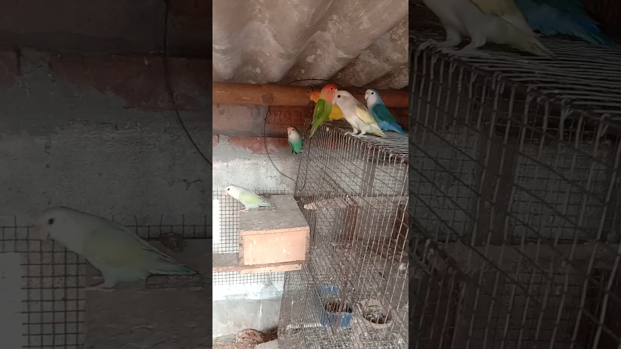 ❤️love birds breeding colony ❤️#shorts #youtubeshorts