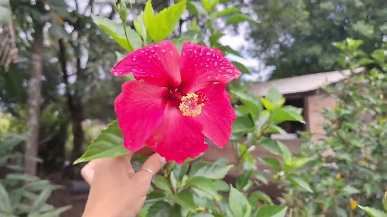 A Menina e as Flores