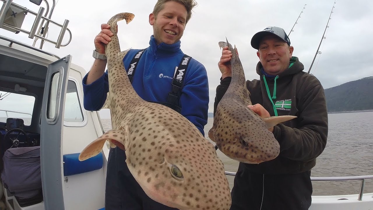 GIANT BULL HUSS Fishing (MONSTER FISH SNAPS LINE)
