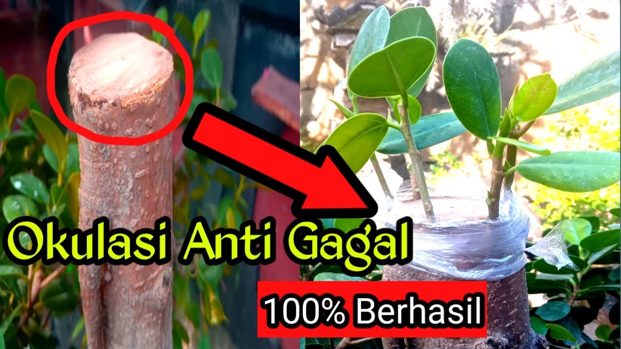 Cara Sambung Beringin Lokal Dengan Beringin Dolar || #Okulasi