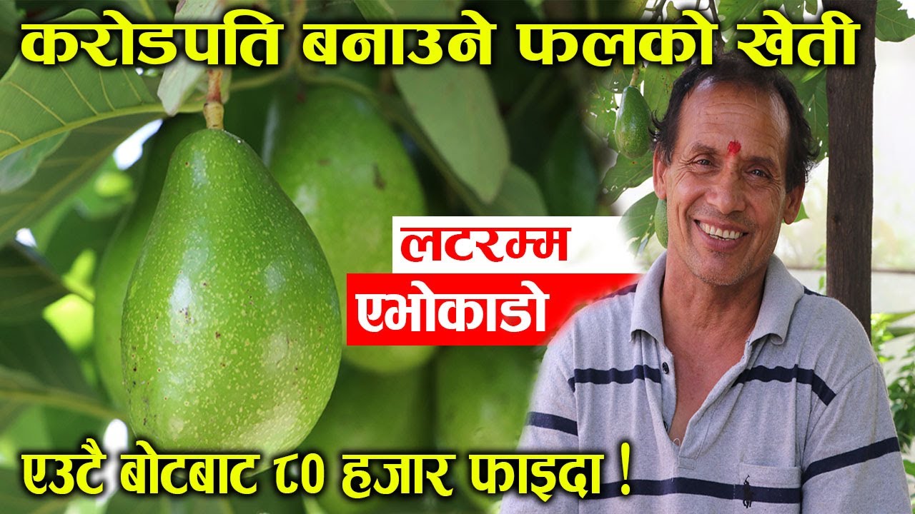 करोडपति बनाउने फल Avocado को खेती कसरी गर्ने? एउटै बोटबाट फल्न सक्छ ८० हजारको फल | Nepal Chitra