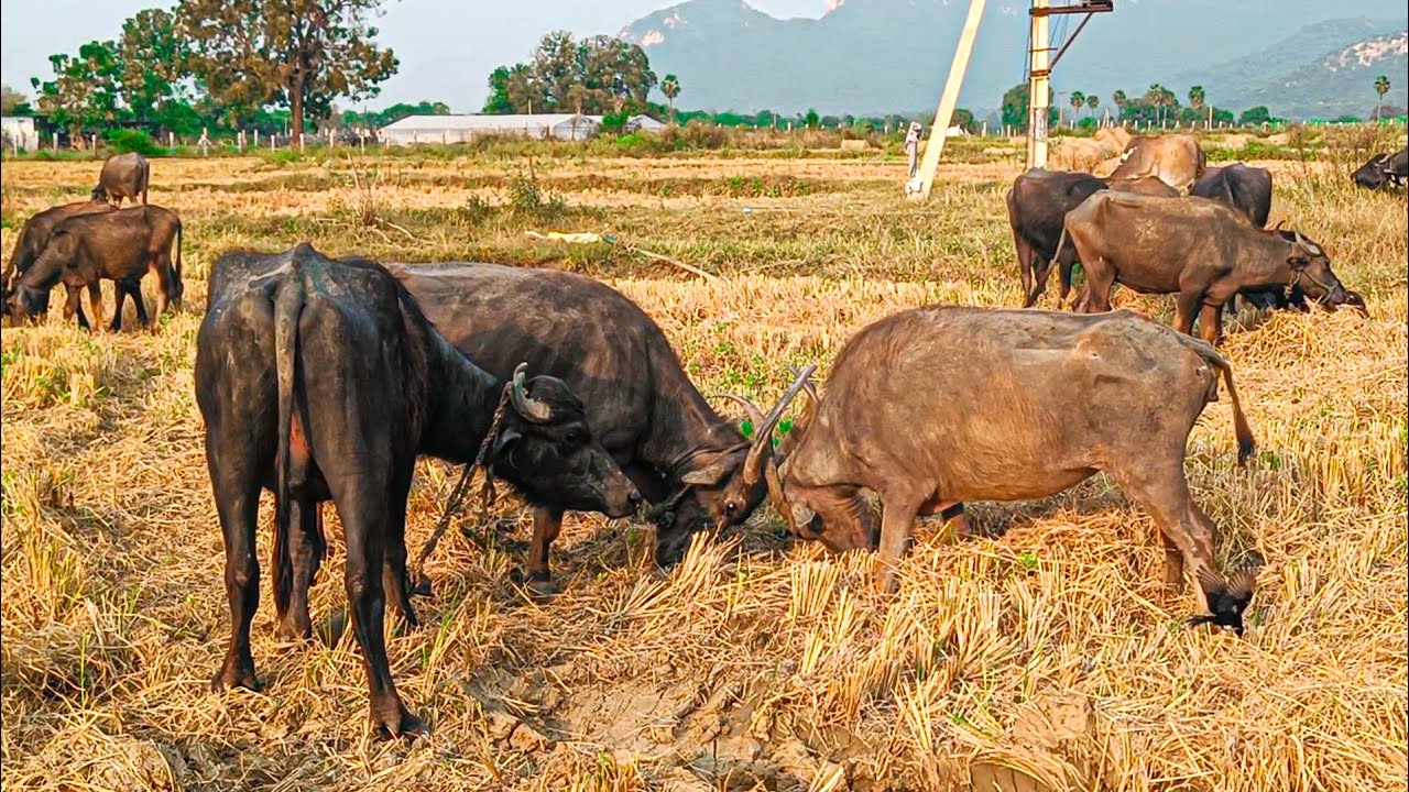 Two Buffalos big fighting eating place