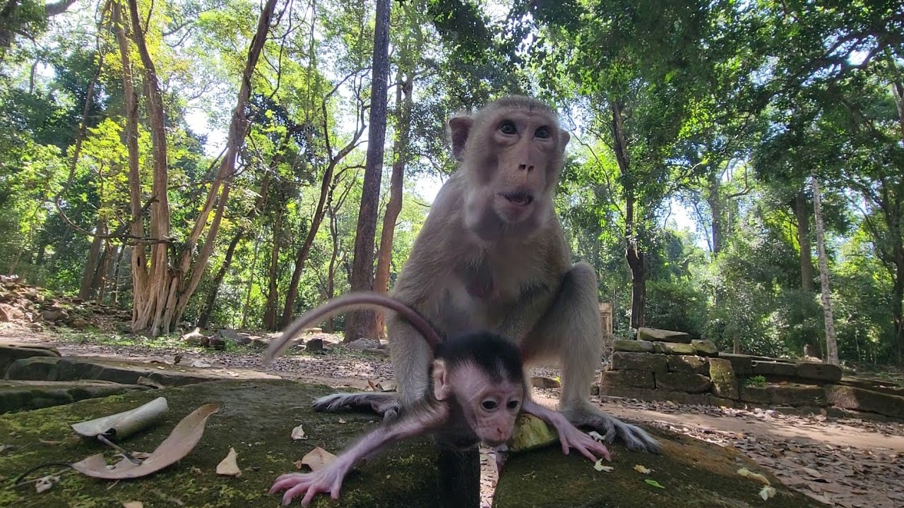 Watch adorable baby monkey Evian and Elpida moments eat mango & lotus💗🐒💛🐒🐵