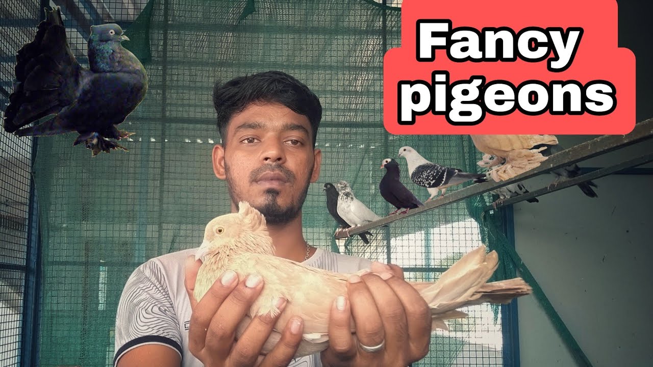 Fancy pigeons | sha pigeons |@Shapetsworld