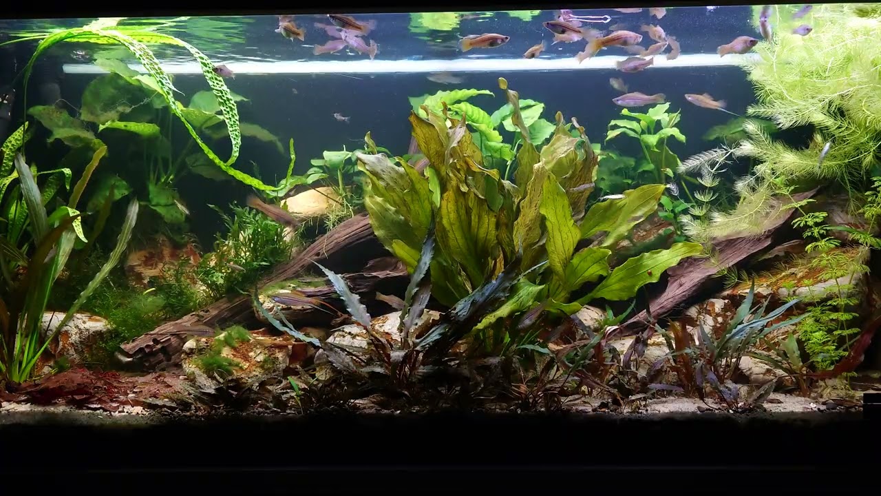 Xiphophorus mayae aquarium 